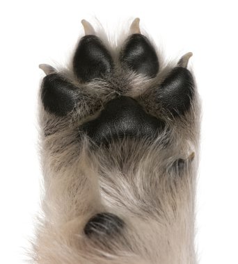 Close-up of puppy's paw, 4 weeks old, in front of white background clipart