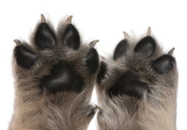 Close-up of puppy's paw, 4 weeks old, in front of white background clipart