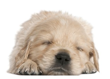 Olden Retriever puppy clipart