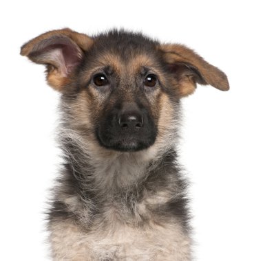 German Shepherd puppy, 4 months old, sitting in front of white background clipart