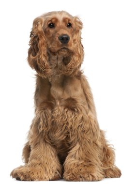 İngiliz cocker spaniel, 2 yıl yaşlı, beyaz arka plan oturan