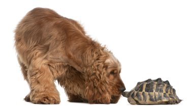 English Cocker Spaniel, 2 years old, and a Hermann's tortoise, Testudo hermanni, in front of white background clipart