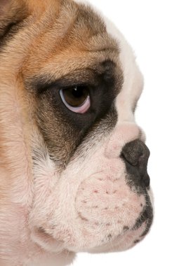 İngilizce bulldog yavru köpek, 4 ay yaşlı, beyaz arka plan yakın çekim