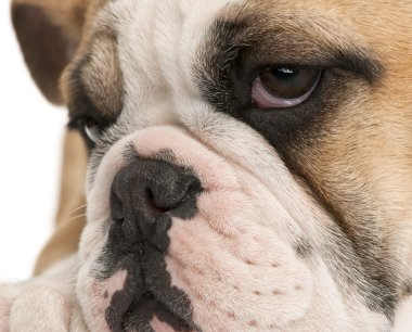 İngilizce bulldog yavru köpek, 4 ay yaşlı, beyaz arka plan yakın çekim