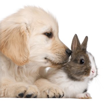 Close-up of Golden Retriever puppy, 20 weeks old, and a rabbit in front of white background clipart