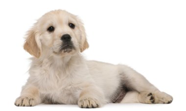 Golden retriever yavrusu, 20 hafta yaşlı, önünde yalan arka plan beyaz.