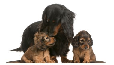 Mother Dachshund, 4 years old, and her puppies, 5 weeks old, in front of white background clipart