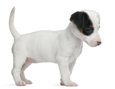 jack Russell terrier yavrusu, 7 hafta yaşlı, beyaz arka plan duran