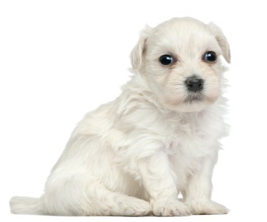 Lowchen or Petit Chien Lion puppy, 3 weeks old, sitting in front of white background clipart