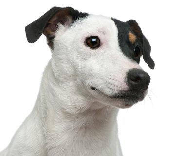 Close-Up jack russell terrier beyaz arka plan önünde