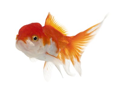 Lionhead goldfish, beyaz arka plan önünde carassius hava