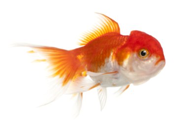 Lionhead goldfish, carassius hava