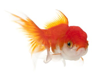 Lionhead goldfish, carassius hava