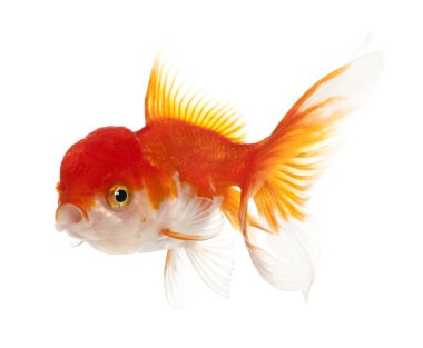 Lionhead goldfish, carassius hava