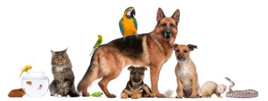 Group of pets sitting in front of white background clipart