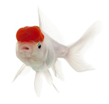 Lionhead goldfish, carassius hava