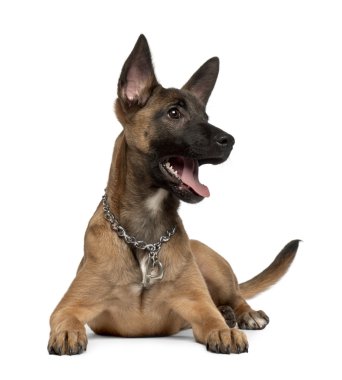 Belgian shepherd dog, 4 months old, in front of white background clipart