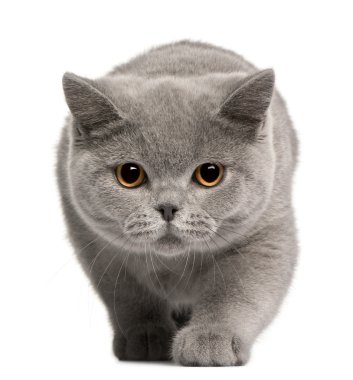 British Shorthair kitten, 4 months old, in front of white background clipart