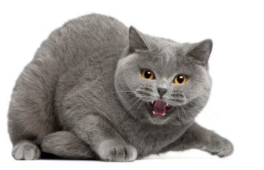 British Shorthair kitten hissing, 2 years old, in front of white background clipart