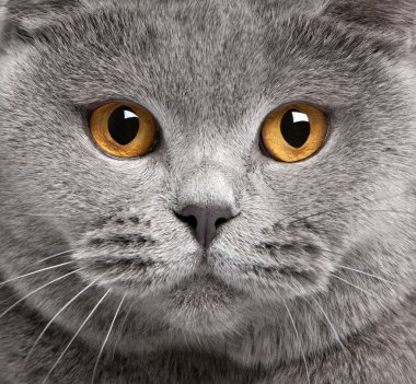 Close-up of British Shorthair cat, 2 years old clipart