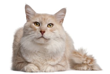 Maine coon kedi, 4 yıl yaşlı, beyaz arka plan