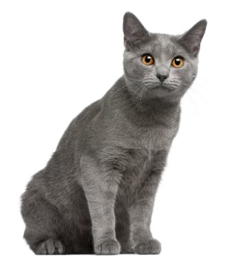 Chartreux kitten, 5 months old, in front of white background clipart