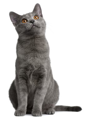 Chartreux kitten, 5 months old, in front of white background clipart