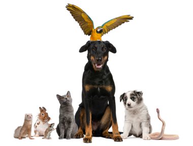 Portrait of group of pets in front of white background clipart