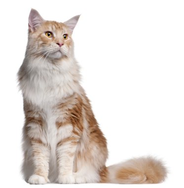 Maine coon kedi, 14 ay yaşlı, beyaz arka plan