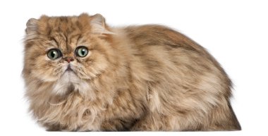 Farsça kedi yavrusu, 9 ay yaşlı, beyaz arka plan