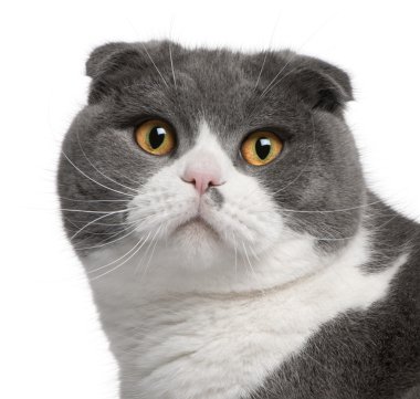 Close-up of Scottish Fold cat, 1 year old clipart