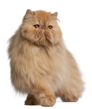 Farsça kedi, 3 yıl yaşlı, beyaz arka plan