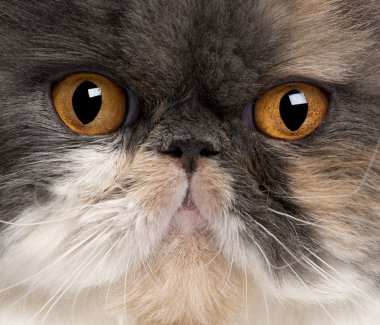 Close-up of Persian cat, 18 months old clipart