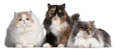 Persian cats in front of white background clipart