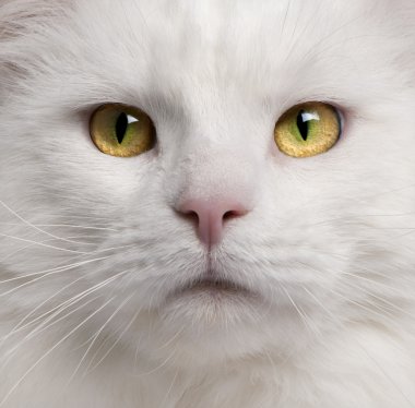 maine coon kedi, 3 yaşında bir close-up