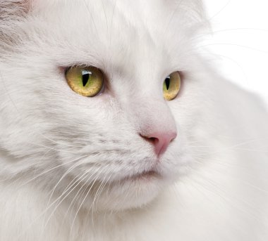 maine coon kedi, 3 yaşında bir close-up