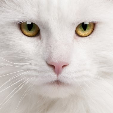 Close-up of Maine Coon cat, 3 years old clipart