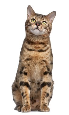 Bengal kedisi, 1 yıl beyaz arka plan eski,