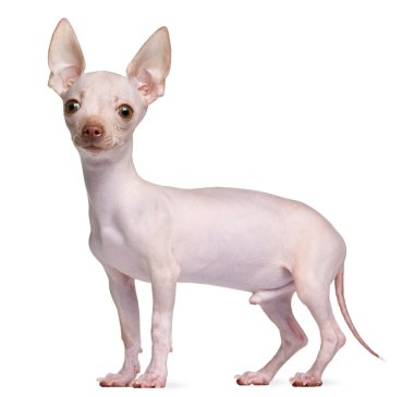 Hairless Chihuahua, 5 months old, standing in front of white background clipart