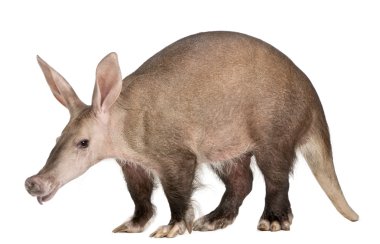 Aardvark, orycteropus, 16 yaşında beyaz arka plan,