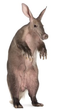 Aardvark, orycteropus, 16 yaşında beyaz arka plan,