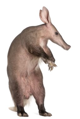 Aardvark, orycteropus, 16 yaşında beyaz arka plan,