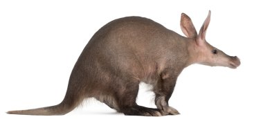 Aardvark, Orycteropus, 16 years old, standing in front of white background clipart