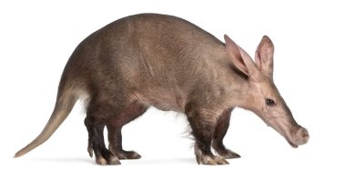 Aardvark, orycteropus, 16 yıl yaşlı, beyaz arka plan duran