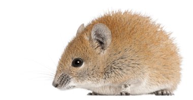 Golden Spiny Mouse, Acomys russatus, 1 year old, in front of white background clipart