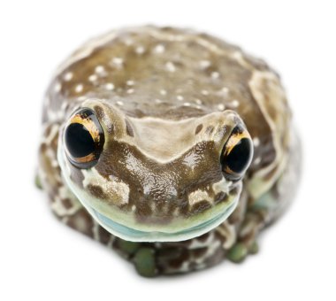 Trachycephalus resinifictrix