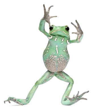 Kırmızı treefrog, amfibi callidryas