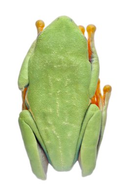 Kırmızı treefrog, amfibi callidryas