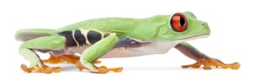 Kırmızı treefrog, amfibi callidryas