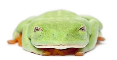 Kırmızı treefrog, beyaz arka plan önünde amfibi callidryas